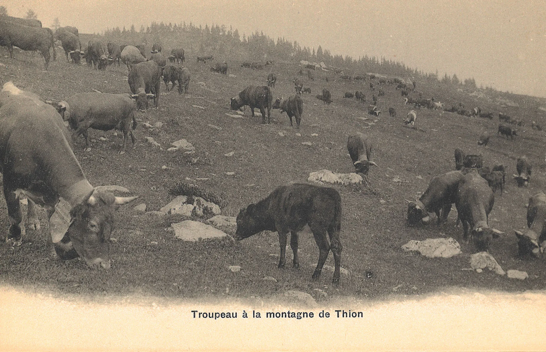 Troupeau à la montagne de Thion