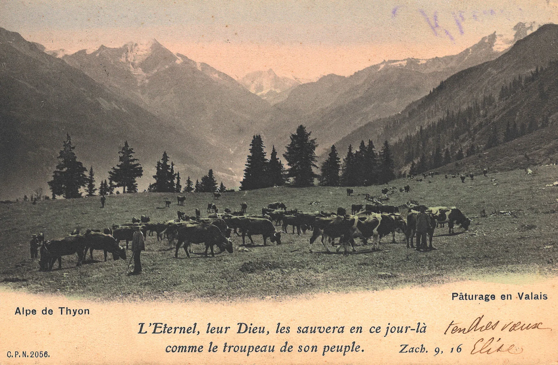 Pâturage en Valais